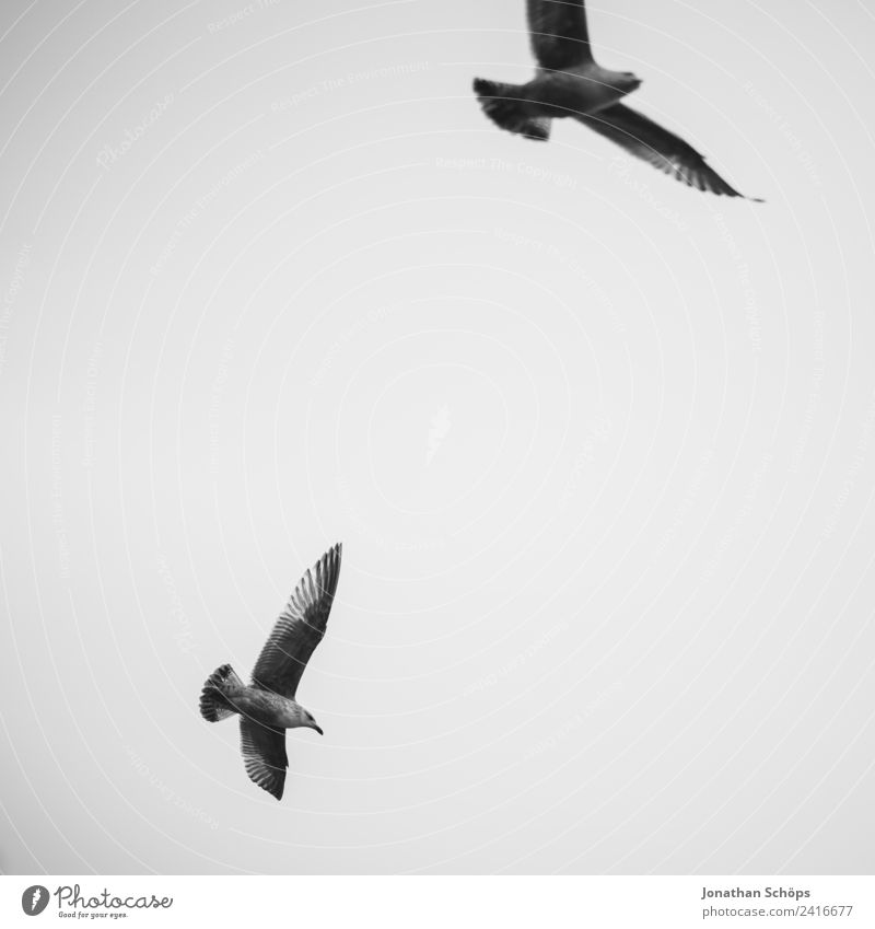 Two seagulls in the sky Environment Animal Elements Air Sky Clouds Climate Bird Group of animals Flock Seagull Gull birds Flock of birds Circle Flying Ocean