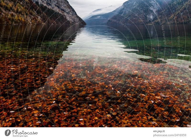 leaf fall Vacation & Travel Trip Far-off places Mountain Nature Landscape Autumn Alps Lake Lake Königssee St. Bartholomä Berchtesgaden Germany Bavaria Sadness