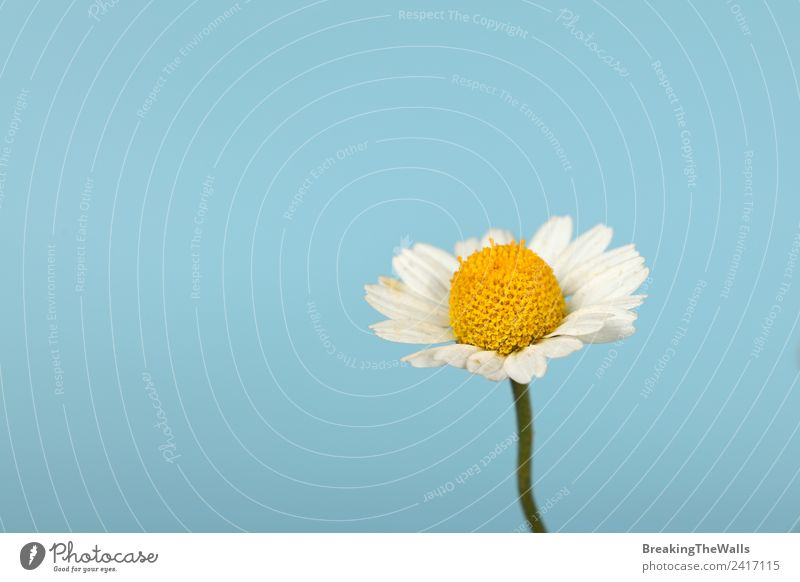 Close up one camomile flower over blue sky Nature Plant Sky Cloudless sky Spring Blossom Wild plant Beautiful Blue Yellow White Fresh Fragile Camomile