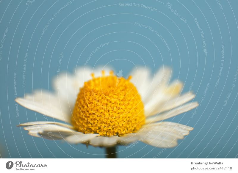Close up one camomile flower over blue sky Nature Sky Cloudless sky Spring Summer Plant Flower Blossom Wild plant Beautiful Blue Multicoloured Yellow White