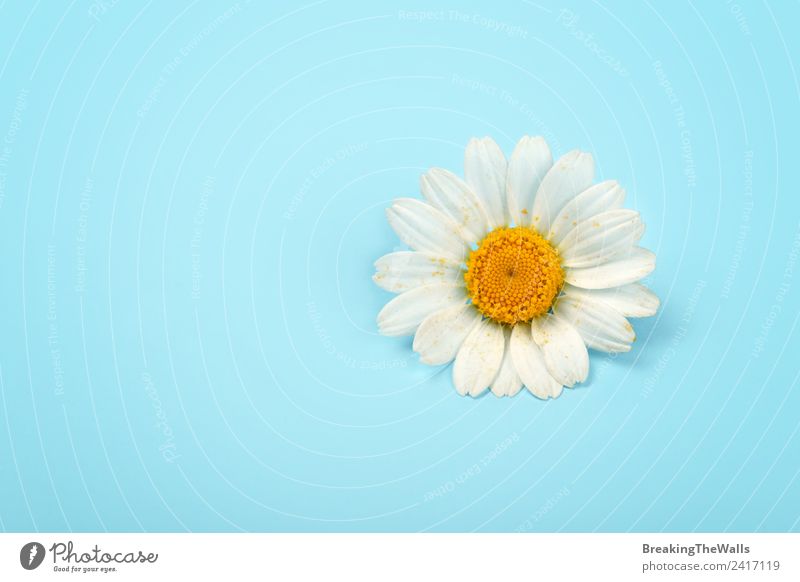 Close up one camomile flower over blue background Valentine's Day Nature Spring Summer Plant Flower Blue Yellow White Fresh Blue background Camomile blossom