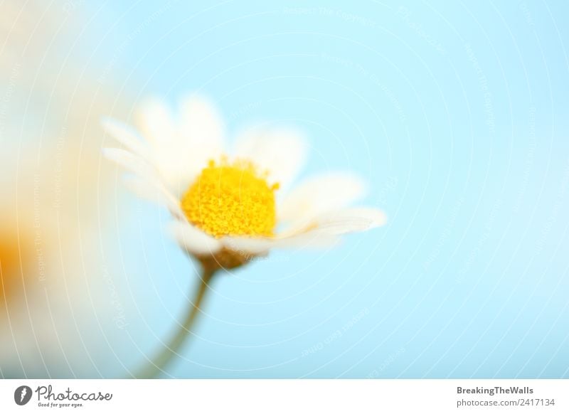 Close up one camomile flower over blue sky Nature Plant Sky Cloudless sky Spring Blossom Wild plant Bright Beautiful Blue Yellow White Camomile Chamomile
