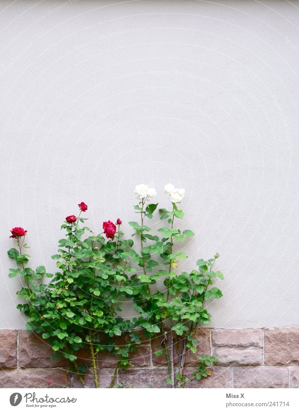 Snow White and Rose Red Summer Plant Bushes Leaf Blossom House (Residential Structure) Wall (barrier) Wall (building) Garden Blossoming Fragrance Growth