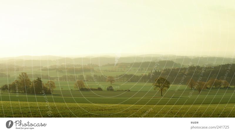 Vogtland in the morning Far-off places Environment Nature Landscape Sky Cloudless sky Horizon Summer Climate Beautiful weather Tree Meadow Field Authentic