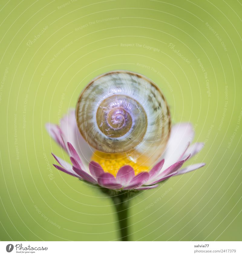 lightweight Harmonious Calm Nature Spring Summer Flower Blossom Daisy Snail Snail shell Ornament Blossoming Esthetic Small Above Positive Design Uniqueness Ease