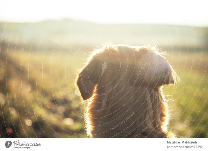 Into the wild Nature Landscape Horizon Sunlight Field Animal Pet Dog Pelt 1 Observe Discover Looking Happy Infinity Natural Wild Soft Brown Yellow Moody