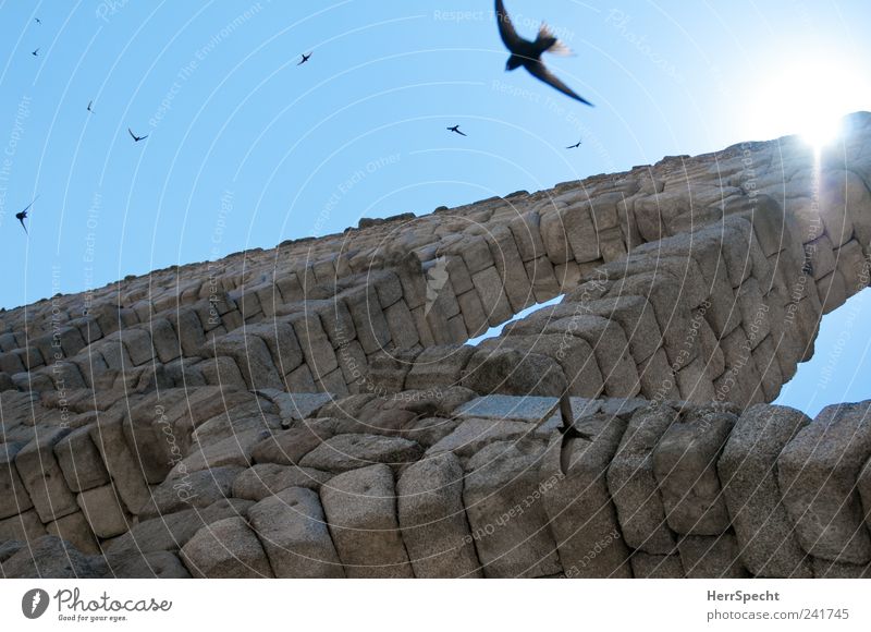 Aqueduct Swallows II Segovia Spain Old town Tourist Attraction Landmark Bird Flock Stone Blue Gray Archway Flying Summer nest Parental care Colour photo