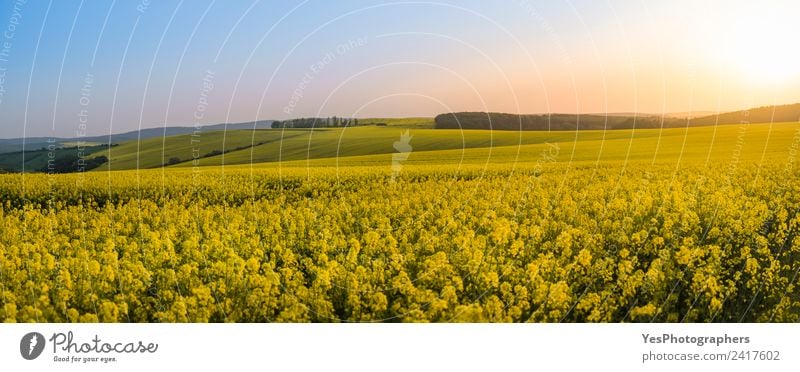 Panorama of rapeseed fields at sunset Beautiful Summer Nature Landscape Flower Meadow Hill Natural Yellow Vacation & Travel Freedom Peace Horizon Idyll