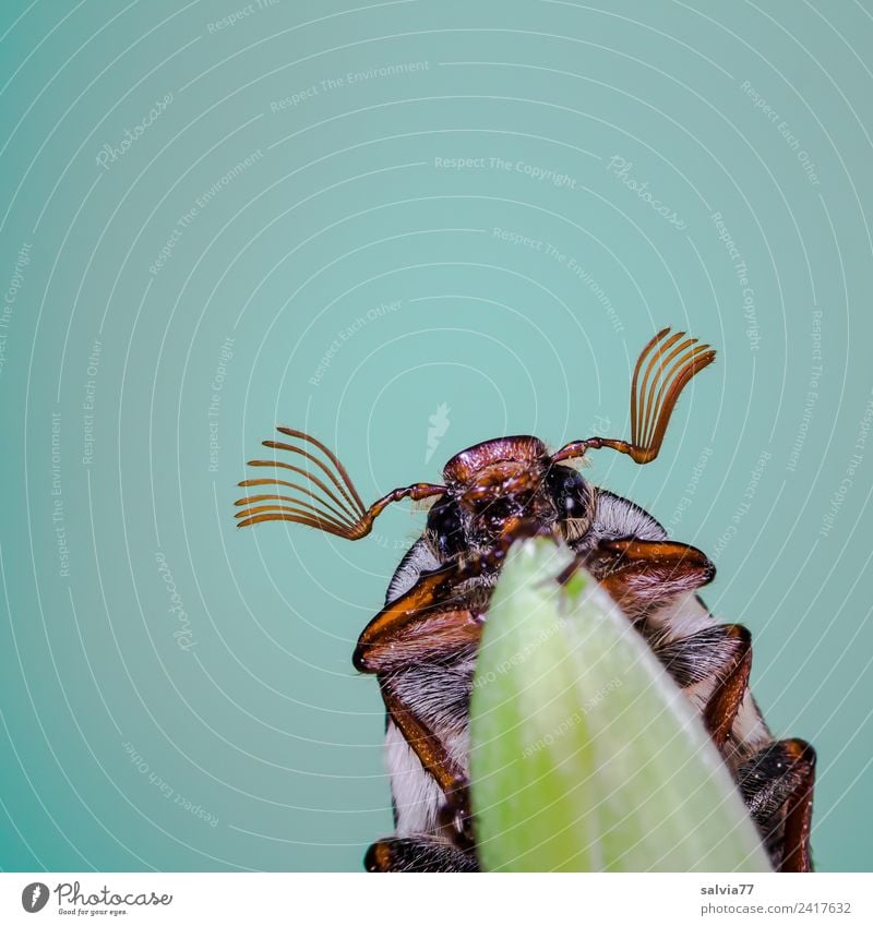 May bug fly Environment Nature Spring Leaf Animal Animal face Insect Beetle 1 Crawl Turquoise Spring fever Above Feeler Antenna Colour photo Exterior shot