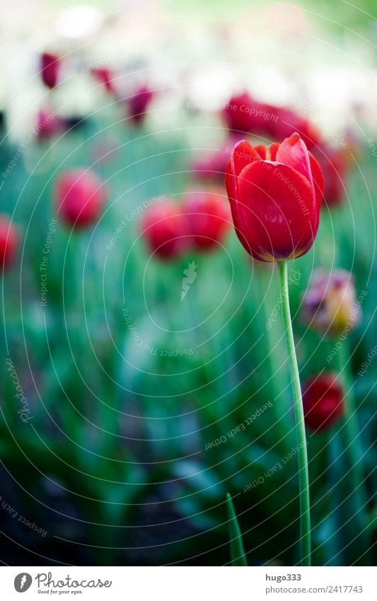 Red Tulip Tulip blossom Tulipan tulipa Garden Nature flora Spring Plant Blossom Flower Close-up Blossoming Colour photo Green tulips Spring fever Tulip field