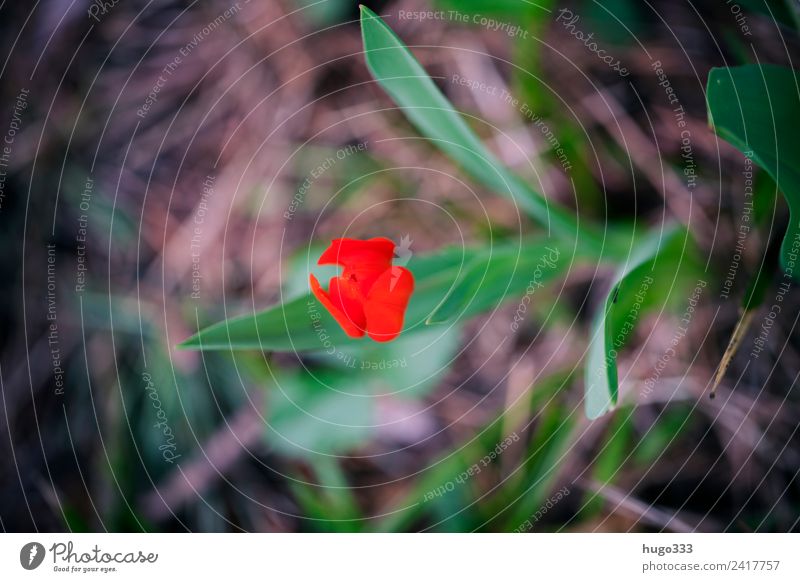 Red Tulip Earth Spring Plant Leaf Blossom Garden Park Beautiful Uniqueness Brown Green Individual Calyx Spring flower Blur Colour photo Exterior shot