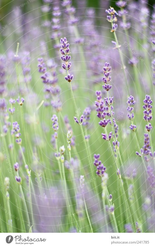 lavender Personal hygiene Relaxation Calm Meditation Vacation & Travel Tourism Valentine's Day Mother's Day Birthday Nature Plant spring Summer flowers bleed