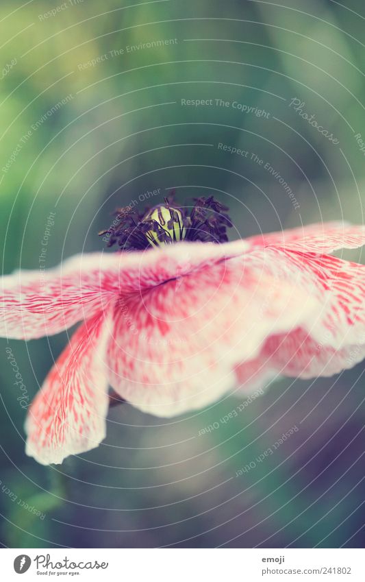 leafy Nature Plant Spring Flower Blossom Garden Meadow Red Poppy Poppy blossom Pistil Colour photo Exterior shot Close-up Detail Macro (Extreme close-up)