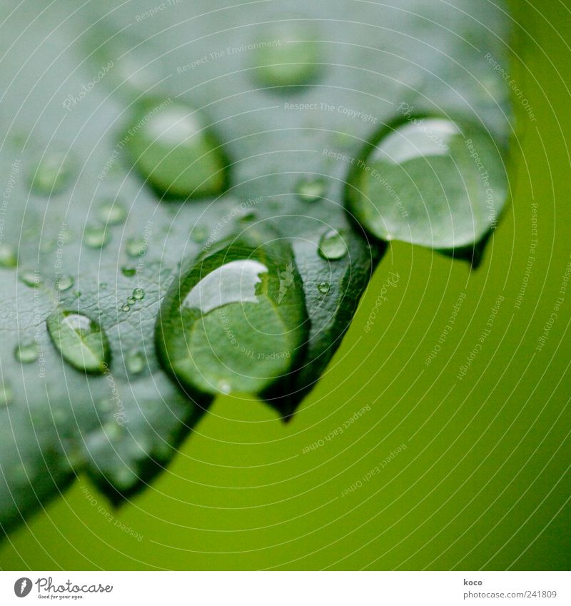 water drops Style Beautiful Life Harmonious Relaxation Spa Nature Water Drops of water Spring Summer Leaf Touch Dream Sadness Fluid Wet Round Juicy Clean Point