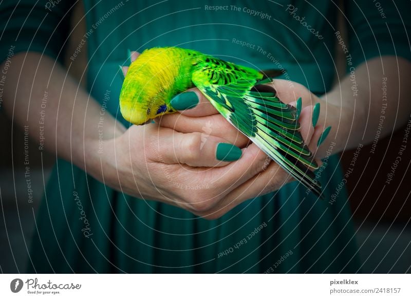 end Animal Pet Wild animal Dead animal Bird Wing Budgerigar Touch To hold on Carrying Dark Small Illness Gloomy Yellow Green Emotions Moody Love of animals