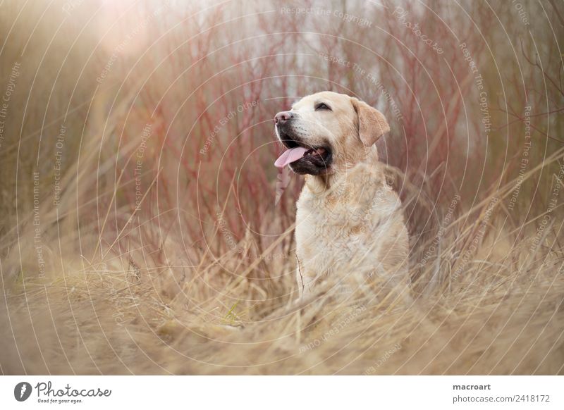 Labrador retriever Blonde Exterior shot Sit Seat Nature Landscape Animal family dog leak flare Mammal Breathe Dog Purebred dog