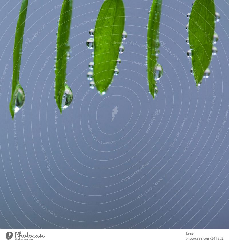 Leaves with drips for Manun Happy Beautiful Life Harmonious Contentment Spa Friendship Nature Water Drops of water Spring Summer Leaf Herd Hang Fluid