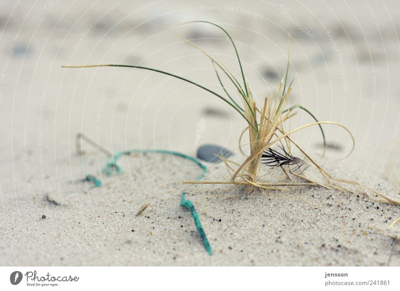 bustle of the beach Beach Environment Nature Landscape Animal Sand Coast Lie Loneliness Flotsam and jetsam Feather String Rope Environmental pollution Bright