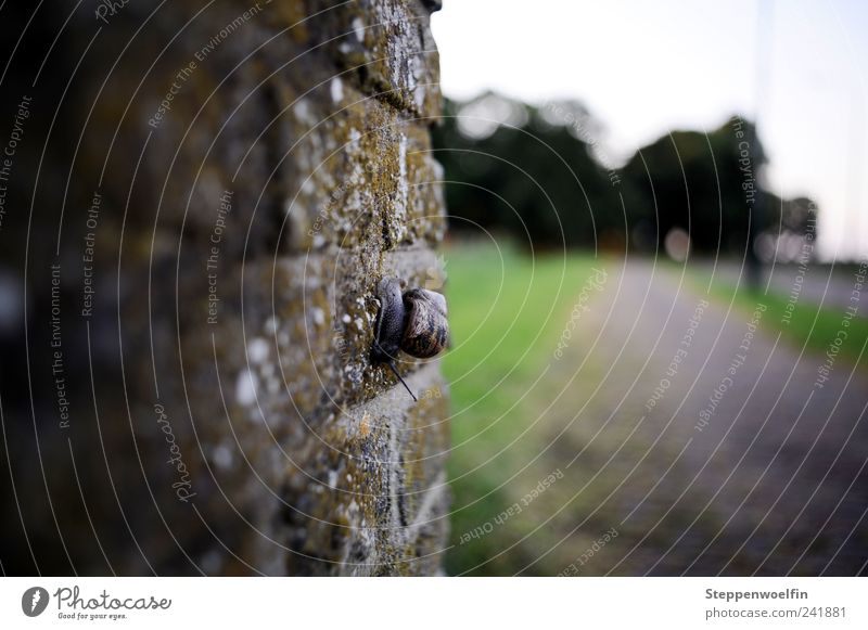 wall snail Stone Concrete Nature Snail Wall (barrier) Moss Grass Green Gray Brown Perspective Wall (building) To go for a walk Lanes & trails Street Meadow