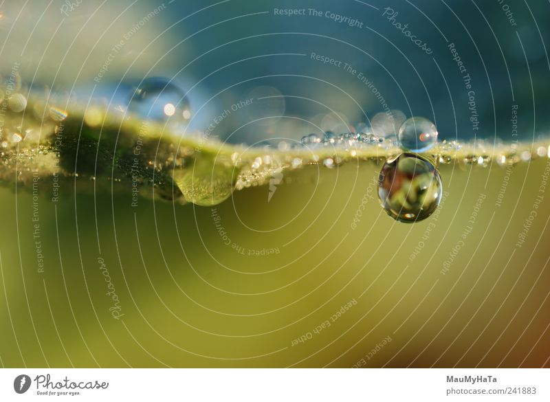 Drops Nature Plant Elements Drops of water Summer Climate Flower Grass Leaf Garden Fresh Infinity Blue Brown Yellow Gold Chaos End Contact Might Colour photo