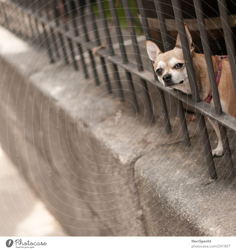 behind bars Wall (barrier) Fence lattice bars Grating Animal Pet Dog 1 Observe Brown Gray Sadness Captured Black & white photo Subdued colour Exterior shot