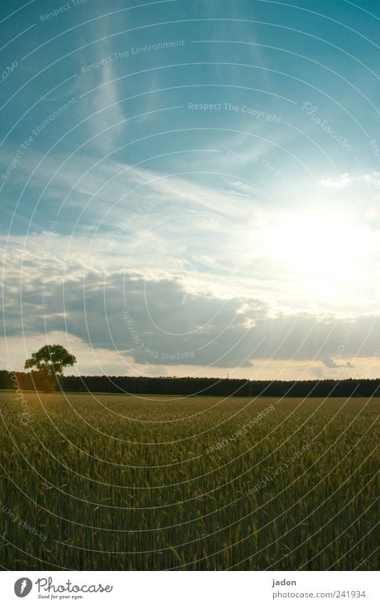 Fill up on the sun. Food Organic produce Landscape Sky Clouds Horizon Sun Sunlight Summer Beautiful weather Plant Tree Agricultural crop Field Cornfield Growth