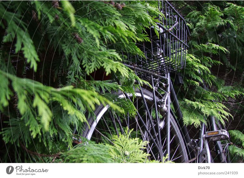 Bicycle overgrown Plant Tree Leaf Twig Twigs and branches Branch Coniferous trees Hedge Passenger traffic Wayside Wheel Basket bicycle basket Pedal Spokes