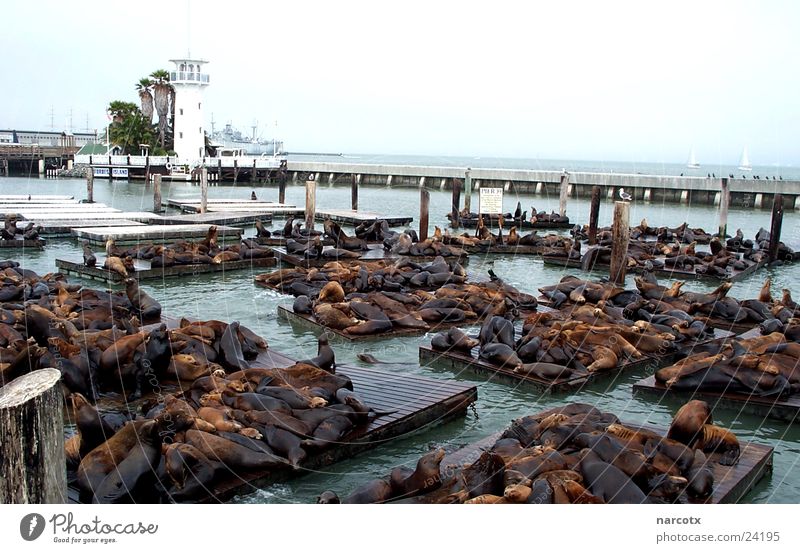 pier 39 Jetty Ocean San Francisco Seals Sea lion Harbour Maximum Attraction Destination Famousness Goof off Calm