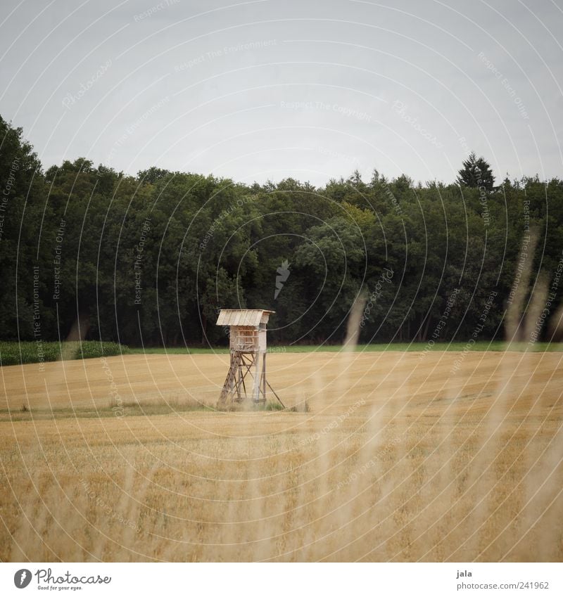 raised hide Environment Nature Landscape Sky Summer Plant Tree Grass Foliage plant Agricultural crop Wild plant Field Forest Manmade structures Hunting Blind