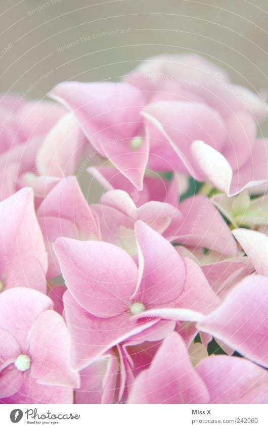 pink Plant Spring Flower Blossom Blossoming Fragrance Pink Hydrangea Hydrangea blossom Delicate Colour photo Close-up Macro (Extreme close-up) Pattern