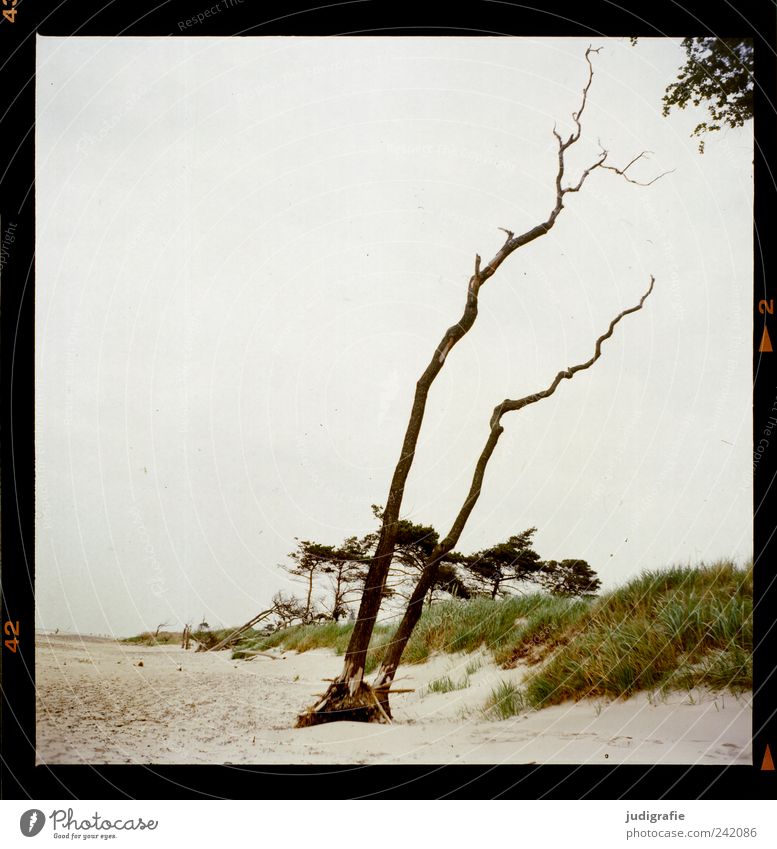 western beach Environment Nature Landscape Plant Tree Coast Beach Baltic Sea Darss Western Beach To dry up Growth Natural Wild Moody Transience Change Analog