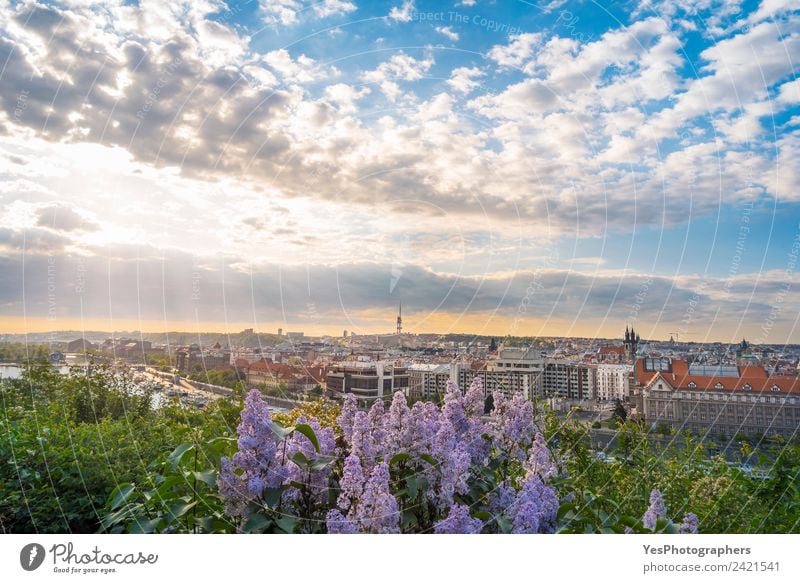 Sunrise over Prague city and lilac flowers Lifestyle Beautiful Vacation & Travel Summer Art Landscape Old town Bridge Building Architecture Tourist Attraction