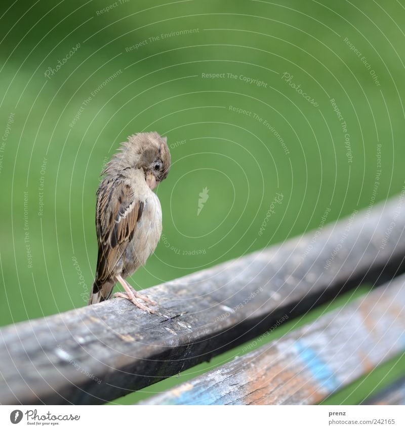 upright Animal Park Wild animal Bird 1 Wood Stand Gray Green Bench Wooden board Wing Feather Sparrow Colour photo Exterior shot Deserted Neutral Background Day