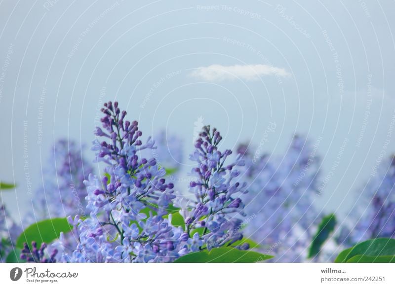 Small lilac-scented cloud Spring Blossom Lilac Blossoming Fragrance Blue Violet Nature little cloud Lilac scent purple lilac blossom fragrant Copy Space