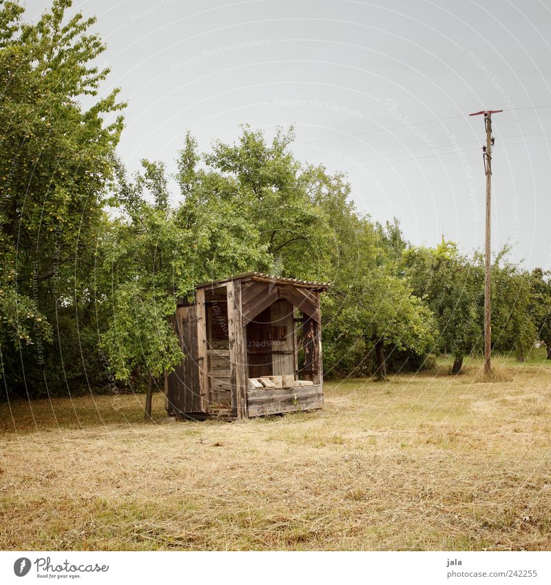 hut Nature Landscape Sky Plant Tree Grass Bushes Foliage plant Agricultural crop Wild plant Field Hut Natural Colour photo Exterior shot Deserted Copy Space top