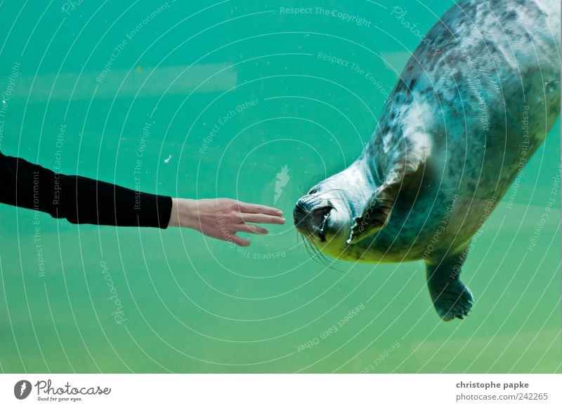 Give me two fingers Animal Zoo Aquarium 1 Swimming & Bathing Cute Harbour seal Caress Effortless Following Touch Colour photo Subdued colour Interior shot