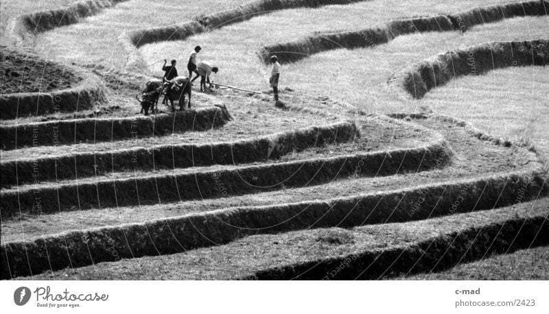 Rice terraces in Sri Lanka Work and employment Mountain Human being Black & white photo