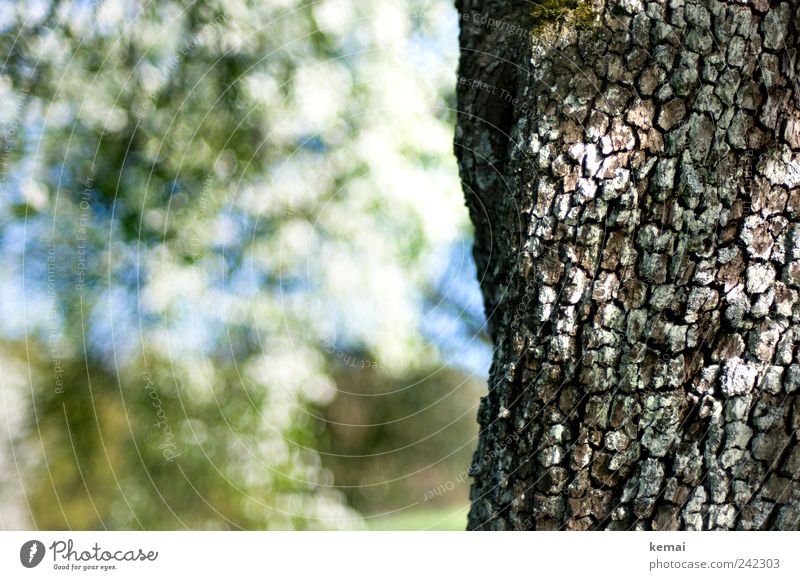 Old as a cherry tree Environment Nature Plant Sunlight Spring Beautiful weather Tree Blossom Agricultural crop Cherry tree Tree bark Tree trunk Garden Growth