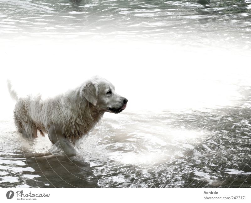 dog's life Nature Water Summer Beautiful weather River bank Animal Pet Dog 1 Swimming & Bathing Cooling Pelt Wet Hot Black & white photo Exterior shot Deserted