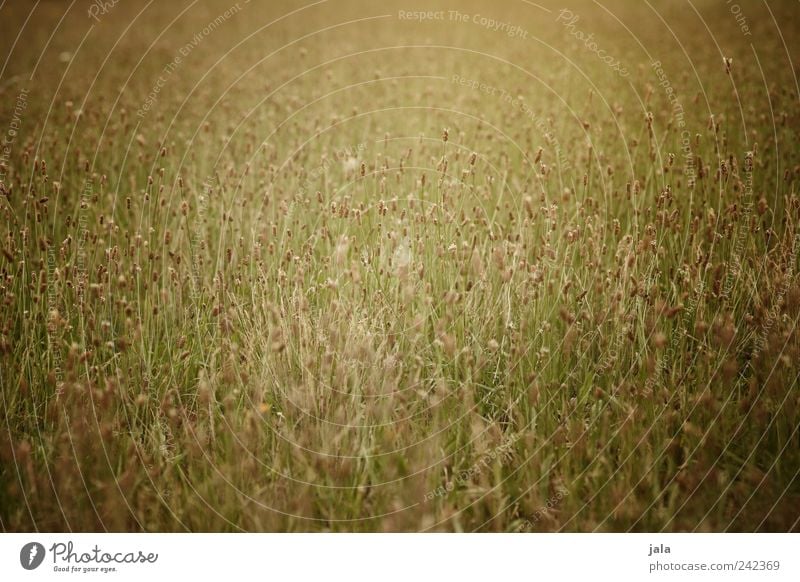 meadow Nature Plant Flower Grass Wild plant Meadow Beautiful Gold Green Colour photo Exterior shot Deserted Day