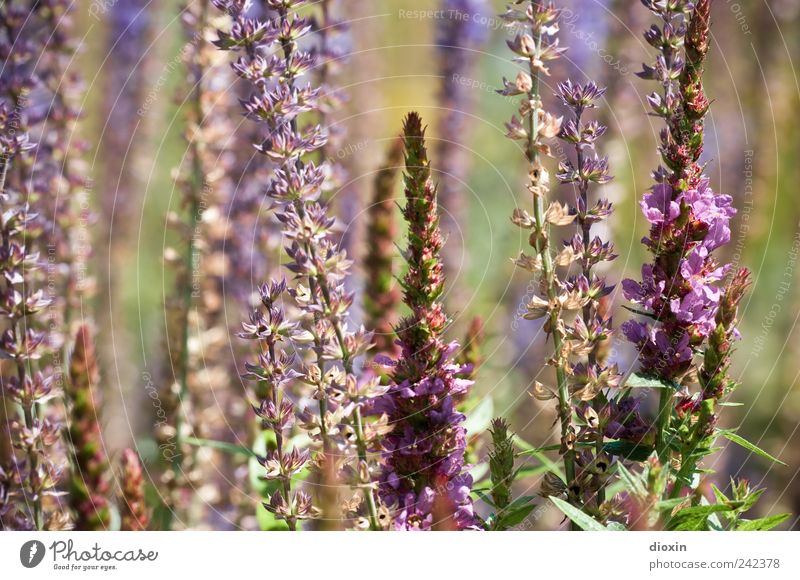 Lythrum salicaria [2] Environment Nature Plant Summer Flower Leaf Blossom Wild plant common loosestrife Herbaceous plants Garden Park Blossoming Growth