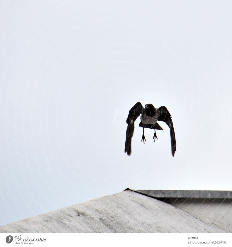 crow Nature Animal Sky Wild animal Bird Wing Claw 1 Flying Blue Gray Black Suspended Droop Crow Feather Concrete Roof Colour photo Exterior shot Deserted Day