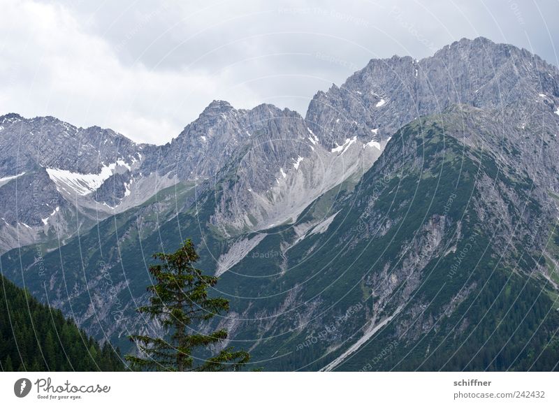 rooster yoke Nature Landscape Sky Clouds Bad weather Rock Alps Mountain Peak Snowcapped peak Tall Tree Forest Slope Mountain range Exterior shot Deserted Day