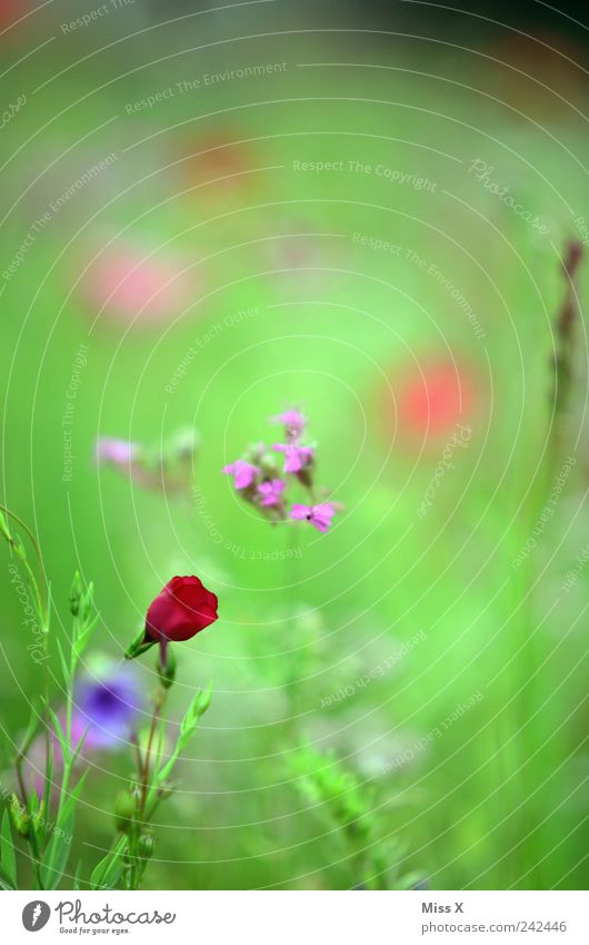 red spot Nature Plant Spring Summer Flower Leaf Blossom Meadow Blossoming Fragrance Growth Wild Red Flower meadow Colour photo Multicoloured Close-up Deserted