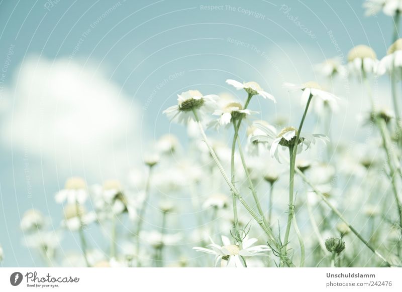 Wild chamomile Environment Nature Plant Spring Summer Beautiful weather Flower Blossom Agricultural crop Wild plant Chamomile Camomile blossom Garden Meadow
