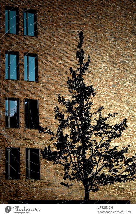 Hafencity tree Environment Tree Germany Europe Port City House (Residential Structure) Building Architecture Wall (barrier) Wall (building) Facade Window Wood