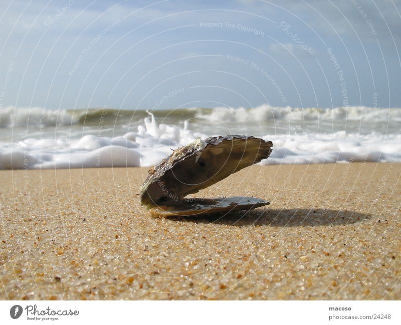 Mussel before sinking Ocean Beach Waves Surf Water