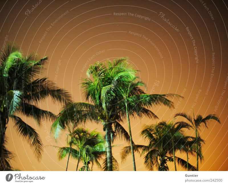 forget the blue,... Environment Nature Plant Climate change Brown Green Black White Change Sky Night sky Tree Palm tree Palm frond Exotic Palm beach