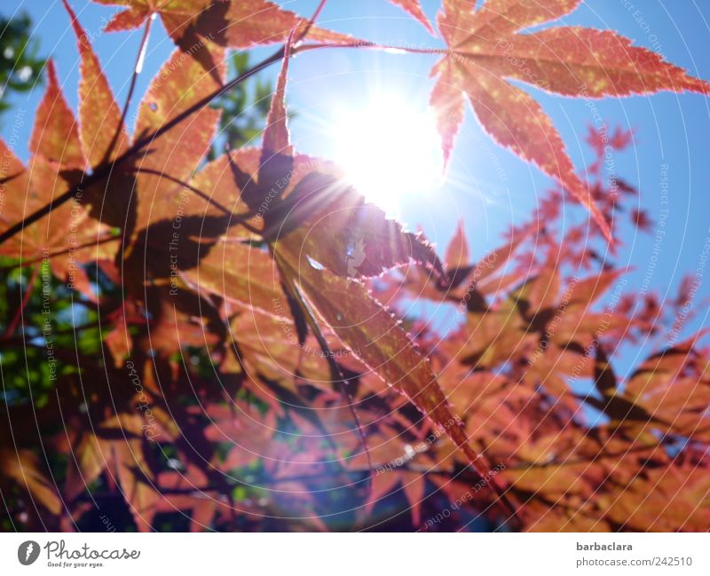 Fiery maple Leisure and hobbies To go for a walk Summer Sun Nature Sky Beautiful weather Tree Leaf Maple tree Illuminate Esthetic Bright Curiosity Warmth Blue
