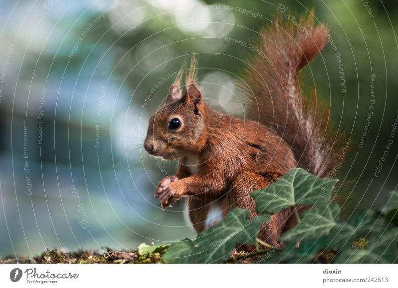 Badass Squirrel Is The Superhero That America Needs Right Now | HuffPost  Weird News